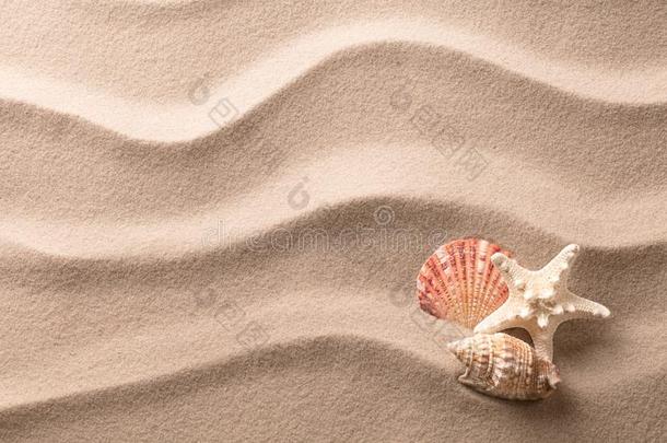 一种热带海星和<strong>贝壳</strong>，躺在沙滩上