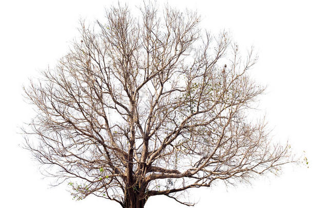 干燥的树没有大的叶子，<strong>菩提</strong>树在白色。树孤立