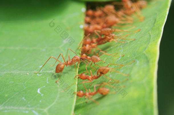 蚂蚁把叶子拼接在一起的统一概念