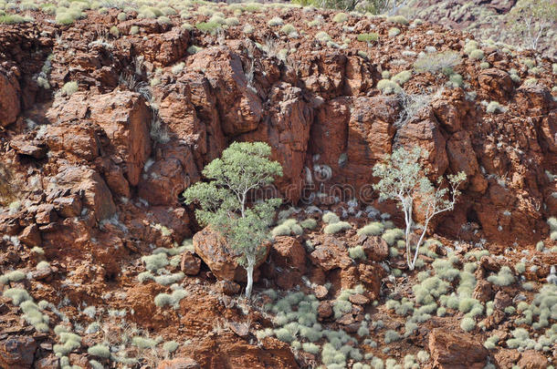 原住民地区澳大利亚澳大利亚人灌木