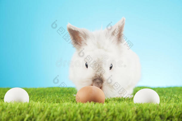 可爱的复活节兔子坐在绿色的草地上