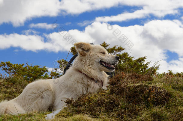 大白熊犬