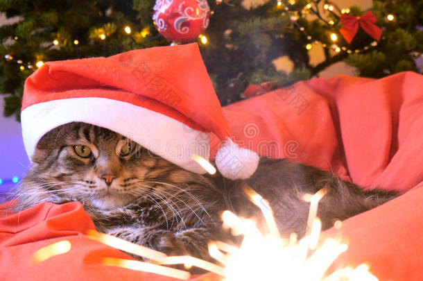 有趣的缅因州猫，因为<strong>圣诞</strong>老人戴着<strong>圣诞</strong>帽坐在一个<strong>美</strong>丽的<strong>新年</strong>装饰树和枕头上