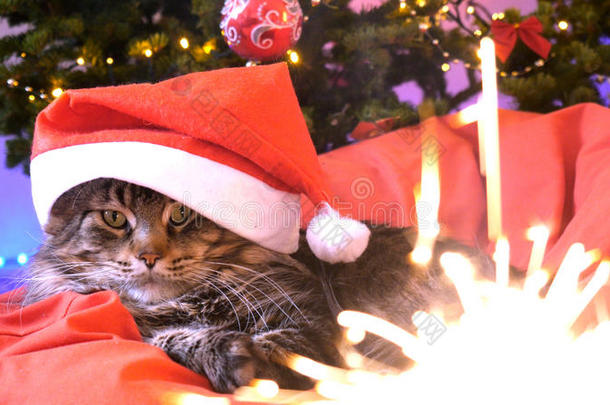 有趣的缅因州猫，因为圣诞老人戴着圣诞帽坐在一个美丽的新年装饰树和枕头上