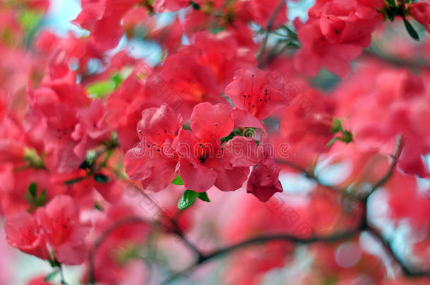 美丽的开花杜鹃花