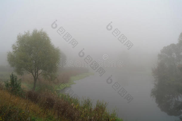 秋天的风景与黄河沿岸的黄树