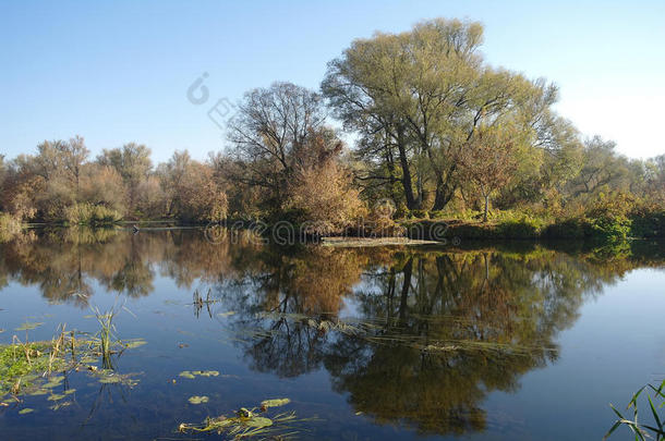 秋天的风景与黄河沿岸的黄树