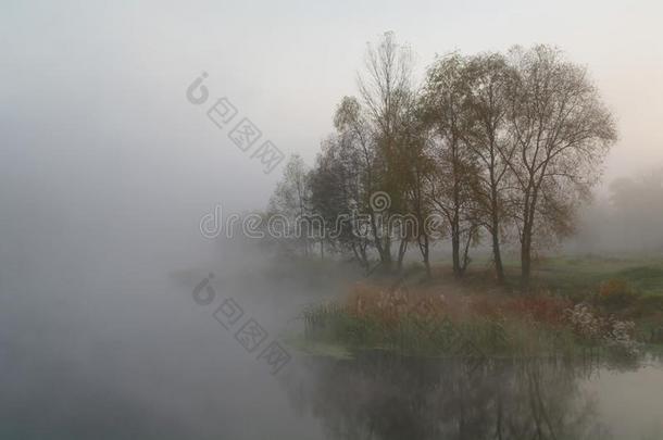 秋天的风景与黄河沿岸的黄树