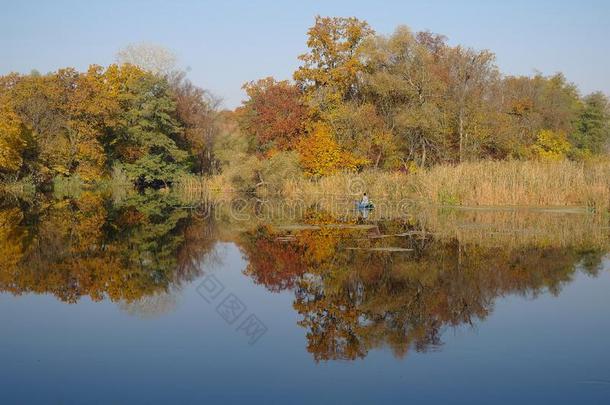 秋天的风景与黄河沿岸的黄树