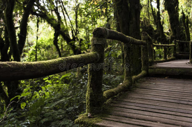 桥盖满森林绿色扶手