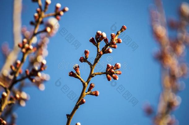 芽，树芽，随着春天的到来，果芽，果树开花，