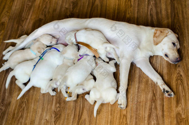 一群新生的白色拉布拉多小狗从婊子那里吮吸牛奶。