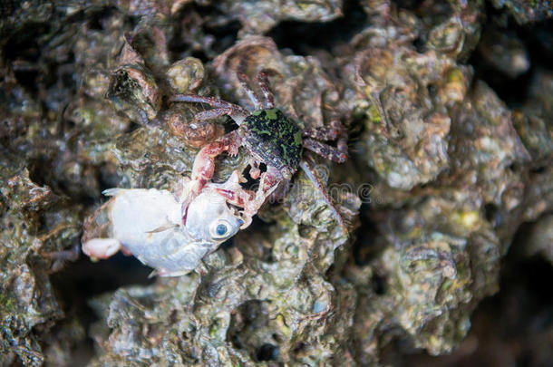 一只<strong>小螃蟹</strong>在岩石上吃鱼