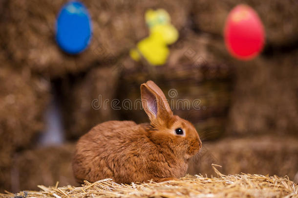 有趣的小兔子在复活节鸡蛋在天鹅绒草，兔子