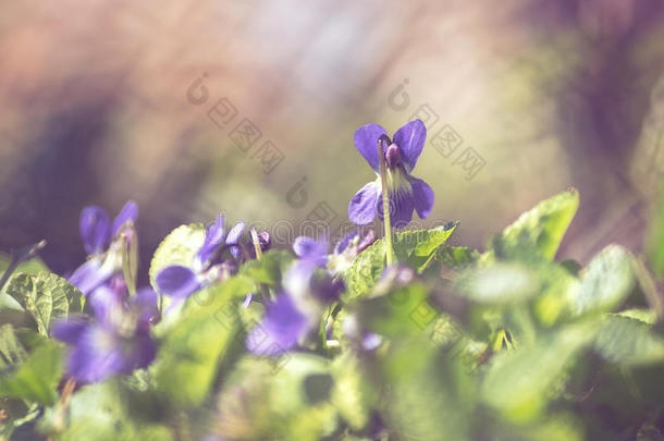 四月开始开花蓝紫色边框