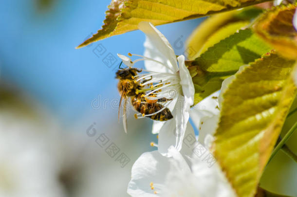 繁忙的蜜蜂授<strong>粉樱花</strong>在春天