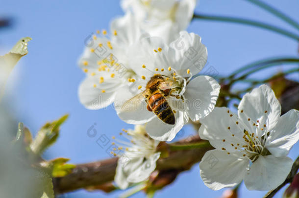 繁忙的蜜蜂授<strong>粉樱花</strong>在春天