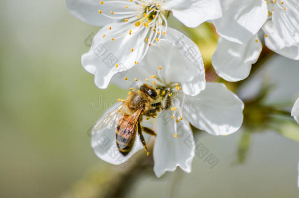 繁忙的蜜蜂授粉樱花在春天