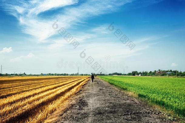 一个人走在金色和绿色稻田之间的乡村道路上