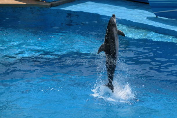 一只海豚在海洋公园从水里跳出来