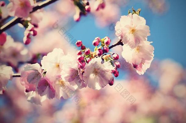 美丽的花树。 阳光明媚的日子里，大自然的景色和太阳。 春天的花朵。 抽象模糊的背景在春天。