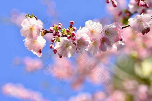 美丽的花树。 阳光明媚的日子里，大自然的景色和太阳。 春天的花朵。 抽象模糊的背景在春天。