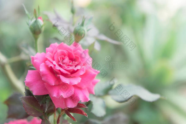 花园里美丽的粉<strong>红色玫瑰</strong>，背景为bl的粉<strong>红色玫瑰</strong>