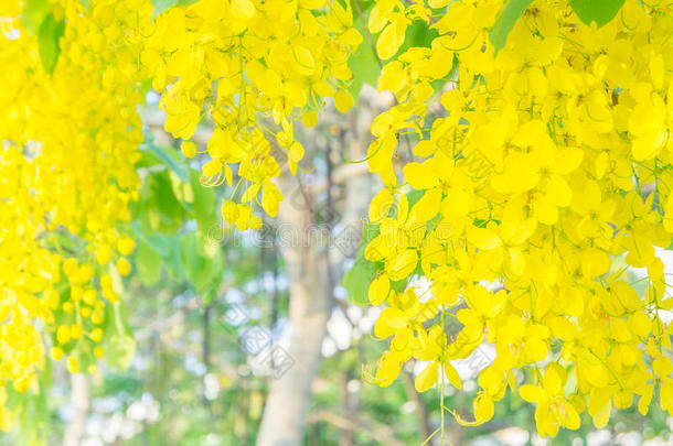 <strong>决明子</strong>瘘管花，金色淋浴花，黄花