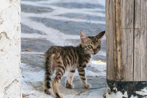 希腊小猫