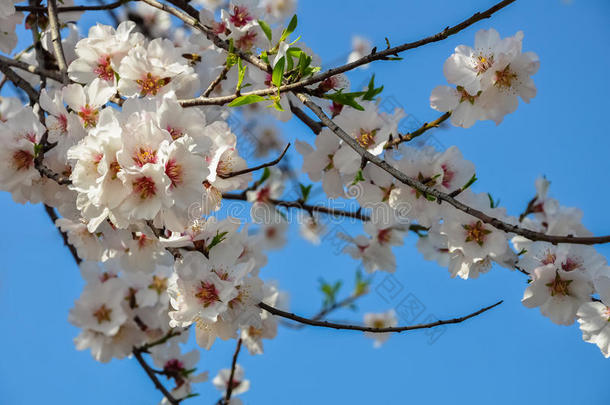 春天杏<strong>树</strong>盛开<strong>的</strong>枝条。 <strong>开花的树</strong>早午餐与白色和粉红色<strong>的</strong>花在蓝天背景。
