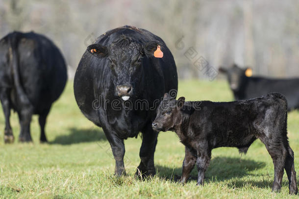 黑色安格斯牛和小牛