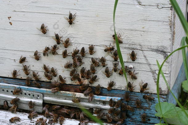 从蜂巢入口蜜蜂爬出来。 蜜蜂<strong>蜂群</strong>守卫着