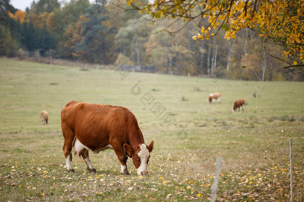 秋日牧场上的奶牛