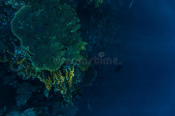 非洲动物水族馆水生的背景