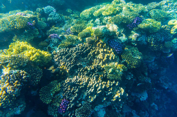 非洲动物水族馆水生的背景