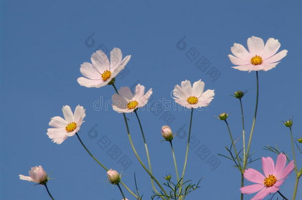 花儿映着天空