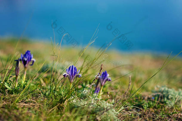 山中第一朵春天的花-嫩紫色的野生虹膜。 天然的春天背景。