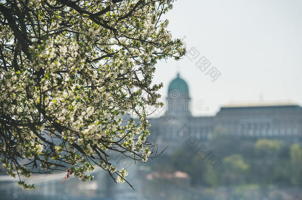 多瑙河害虫堤岸盛开的树，布达城堡的背景
