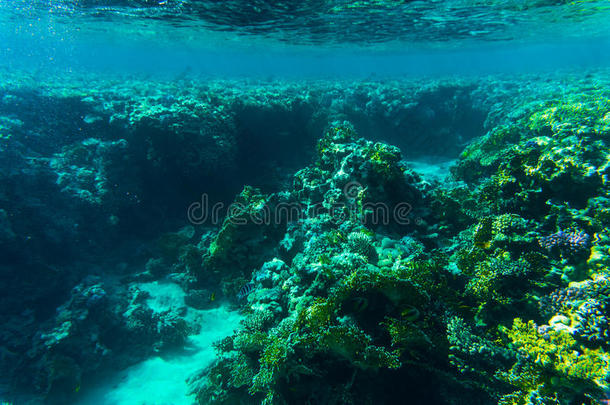 来自珊瑚礁的鱼，SharmelSheikh，埃及。 海洋世界。