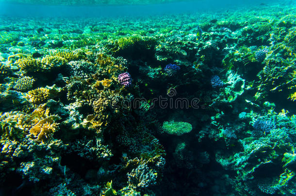 来自珊瑚礁的鱼，SharmelSheikh，埃及。 <strong>海洋世界</strong>。