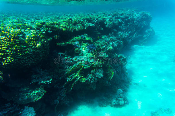 来自珊瑚礁的鱼，SharmelSheikh，埃及。 <strong>海洋世界</strong>。