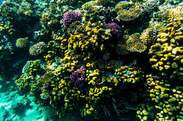 来自珊瑚礁的鱼，SharmelSheikh，埃及。 海洋世界。