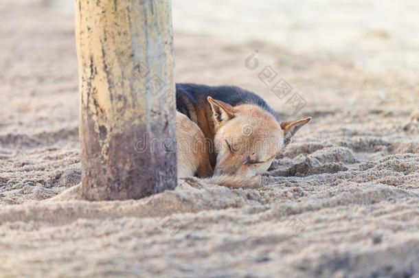 睡眠狗