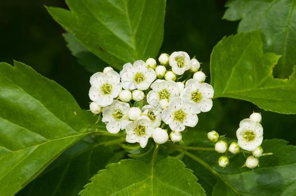 开花山楂或mayth或n或山楂花关-在上面,英文字母表的第19个字母