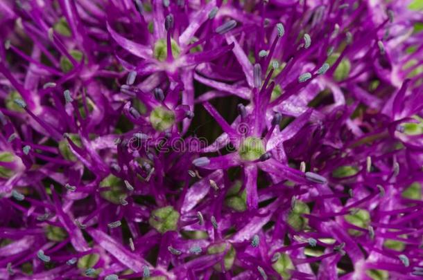 葱属植物毫无意义装饰的洋葱紫罗兰花关-在上面,自己