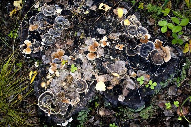 蘑菇生长的向一老的树桩