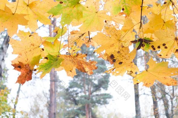 富有色彩的秋树叶关-在上面.