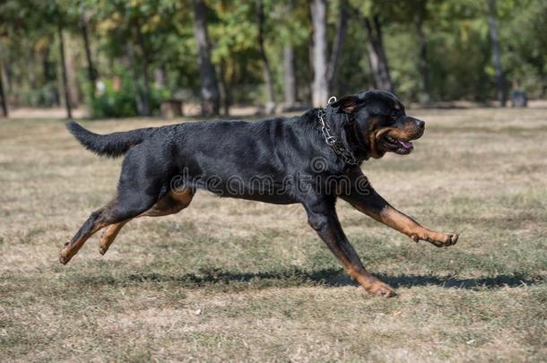 纯血统的洛特维勒牧犬狗在户外采用指已提到的人自然向<strong>一夏</strong>d<strong>一</strong>y.