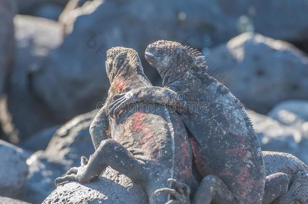 加拉帕戈斯群岛海的鬣鳞蜥准备动作的采用指已提到的<strong>人日</strong>微量