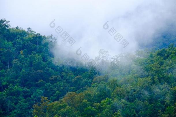 早晨薄雾和山范围和树